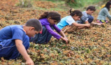 Yoksulluk çocukları çalışmaya zorluyor